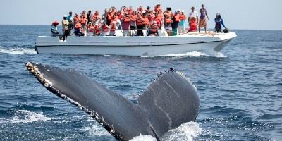 Whale Watching, The Azores