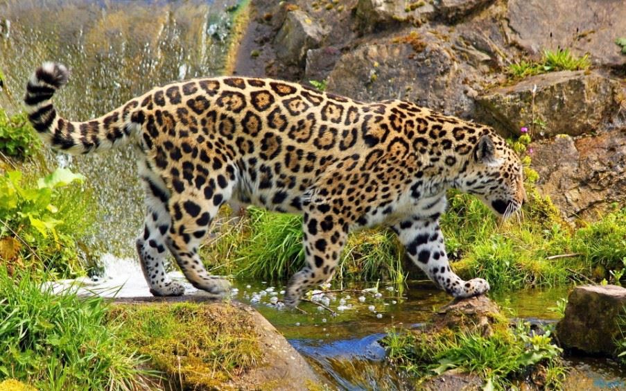 Jaguar, The Pantanal