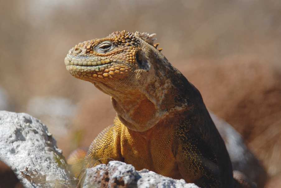 Marine iguana, Galapagos Islands