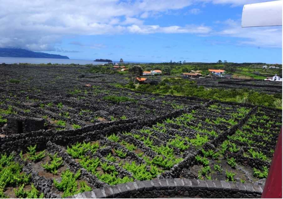 Lava wine terraces