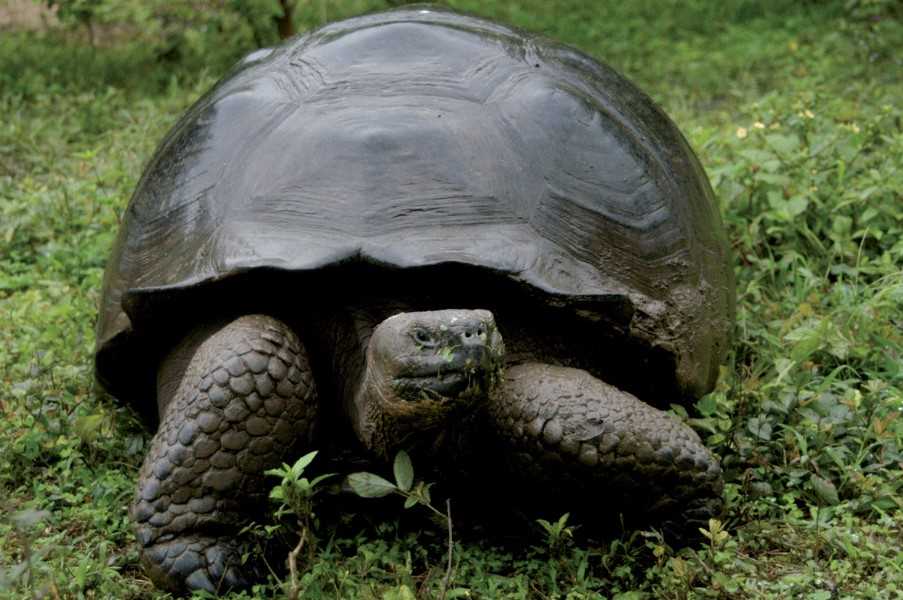 Galapagos Islands