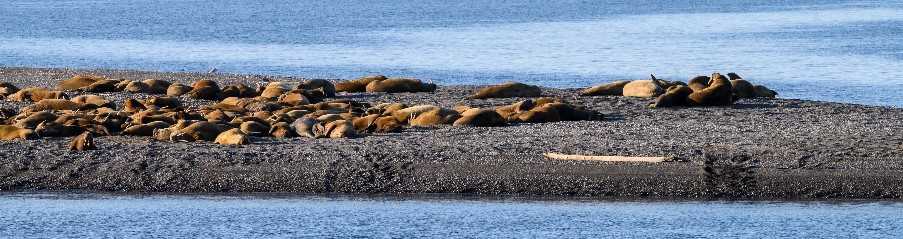 Walruses on Moffen Island, Svalbard