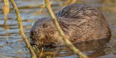 Eurasian beaver in water peeking through branches