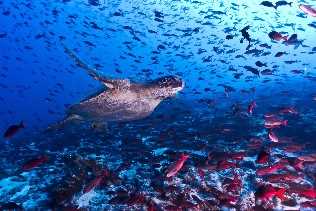 The Galapagos Islands