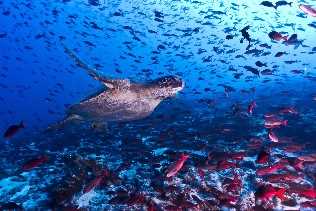 The Galapagos Islands