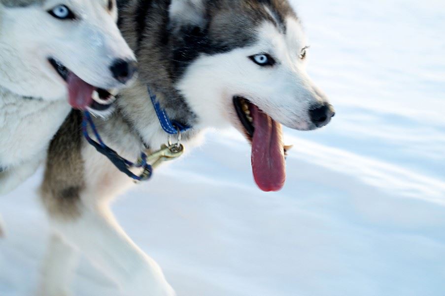 Husky dogs, Swedish Lapland