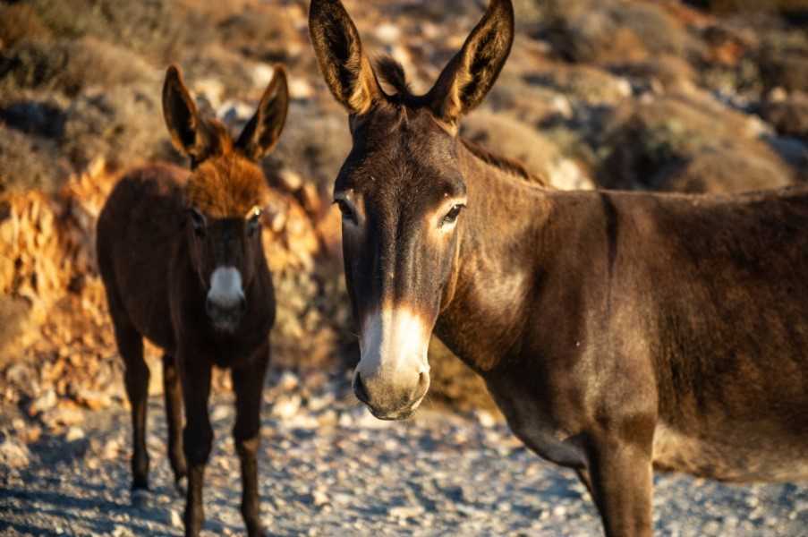 Donkeys on Corfu