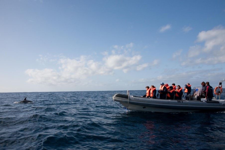 Whale and dolpin excursion, Faial, The Azores