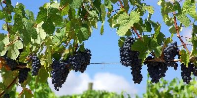 Vineyards, Alentejo