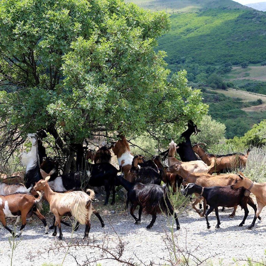 The goats of Skopelos