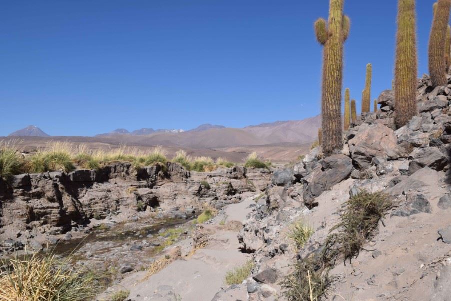 Cactus Trail, Atacama Desert