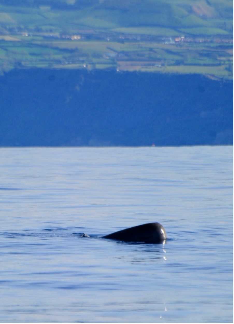 My first ever sighting of a sperm whale