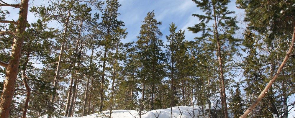 Hiking, Swedish Lapland