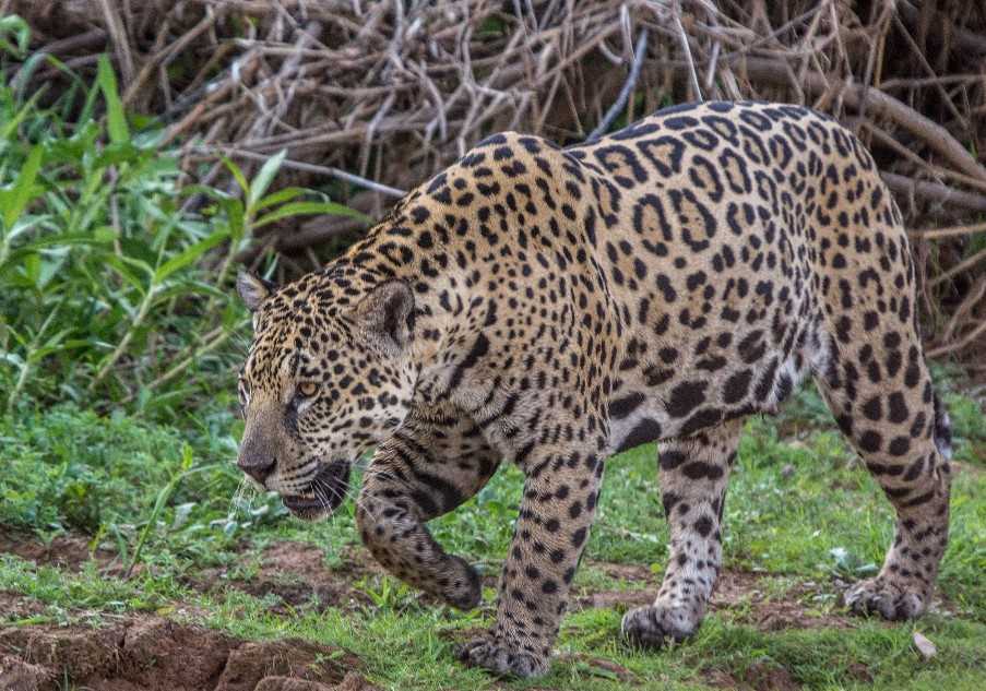 Jaguar, Northern Pantanal Cruise