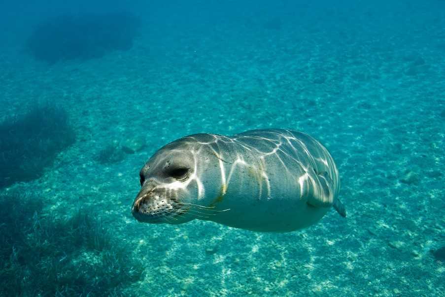 Monk seal