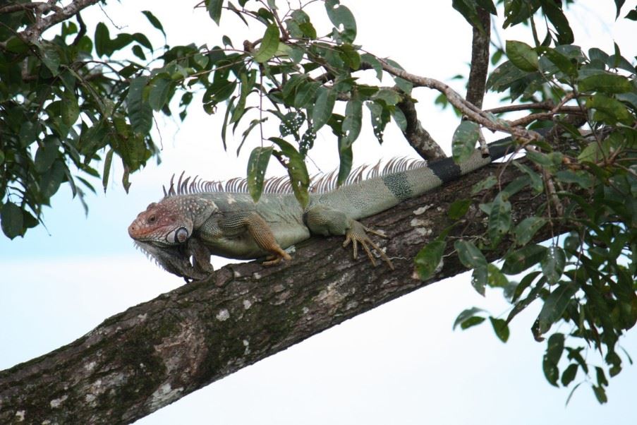 Green Iguana