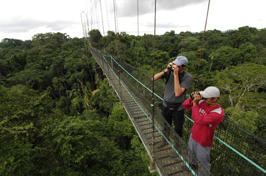 Canopy walk