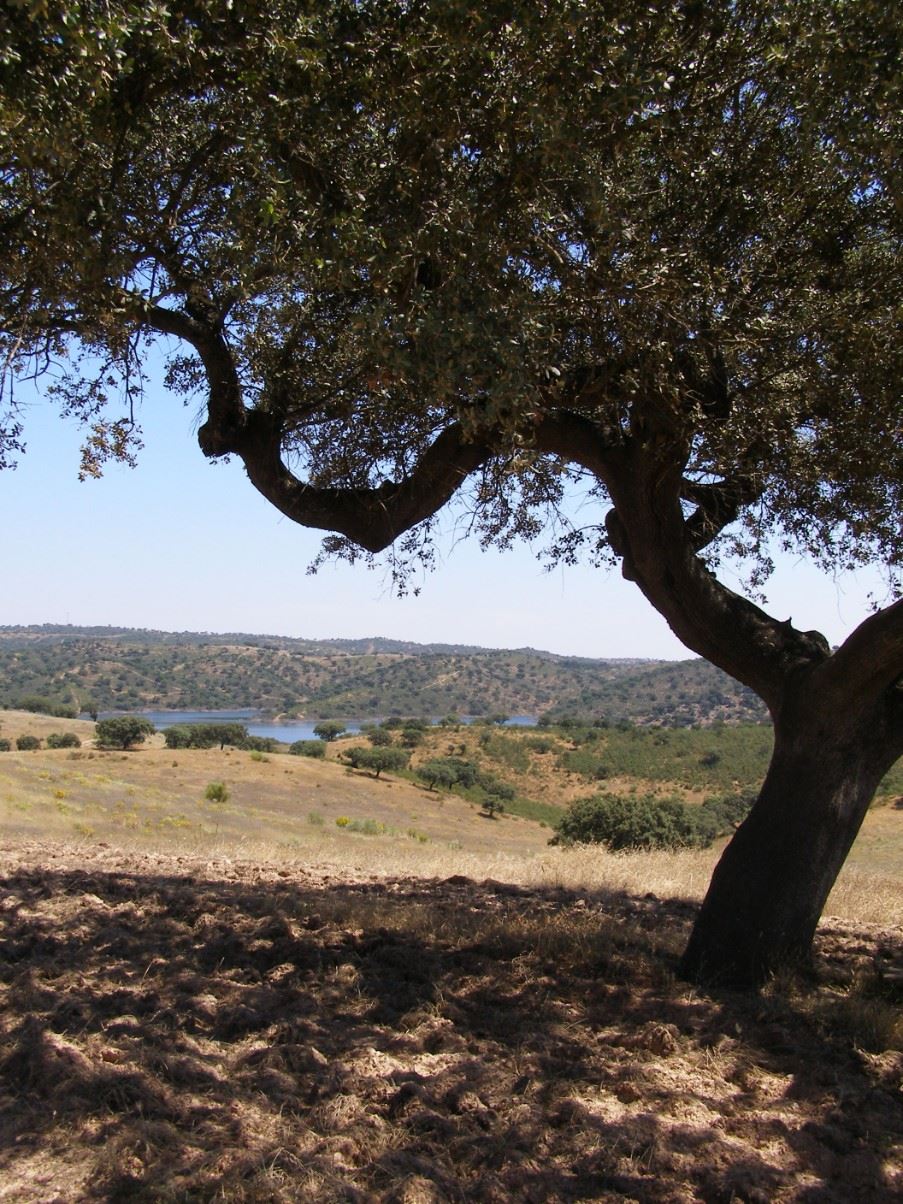 Cork Trees, Alentejo