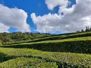 Chá Gorreana – hillside plantations 