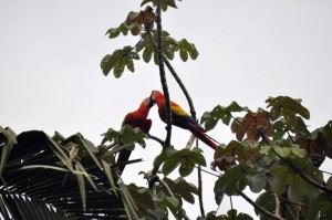 Scarlet Macaws