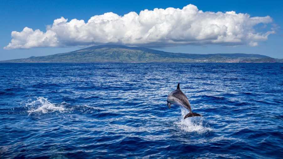 Whale and dolphin watching in the Azores