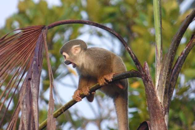 Ecuador Amazon
