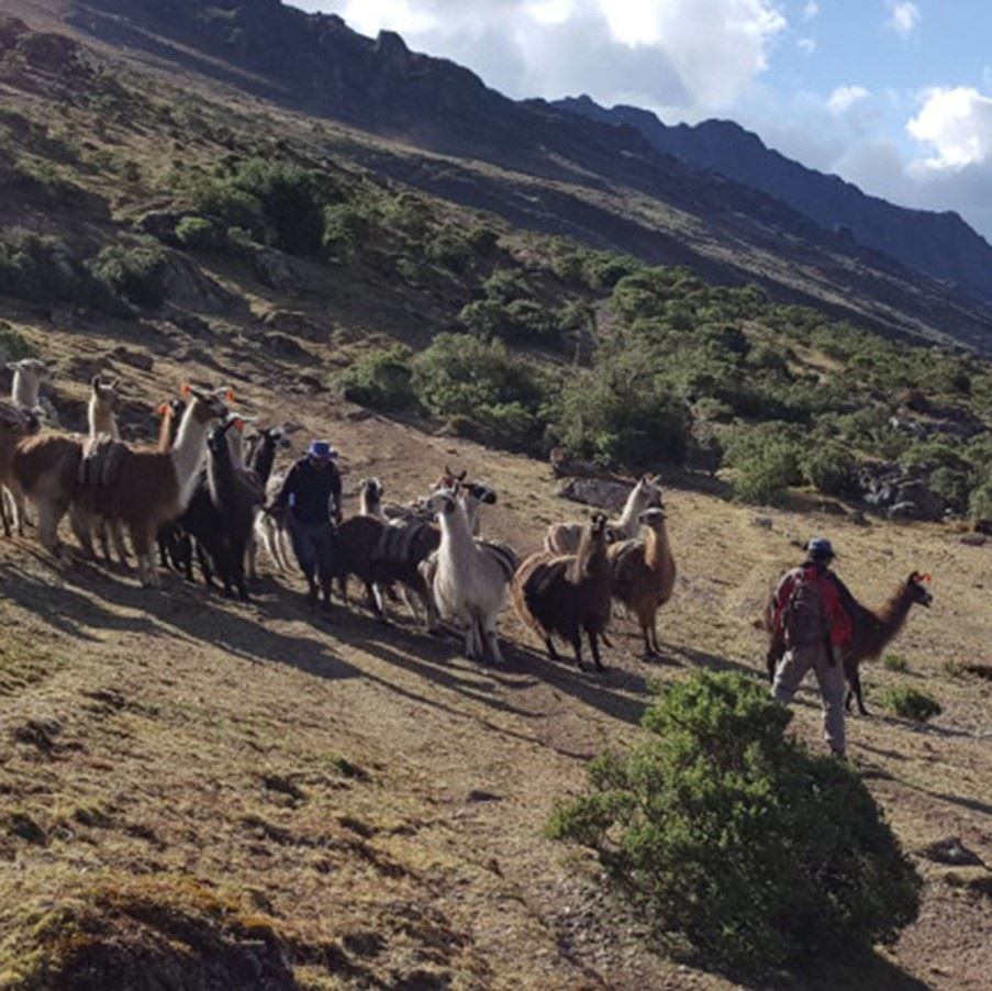 Llama herders