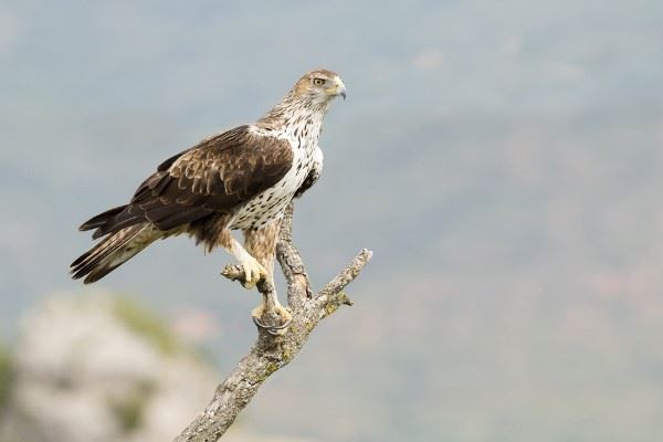 Bonnellis Eagle