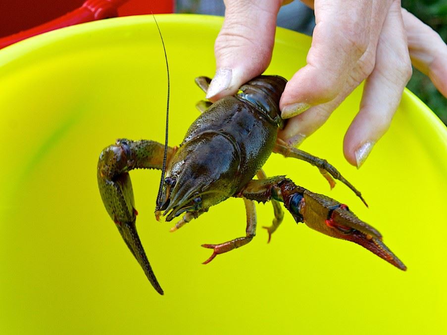 Crayfish, Swedish Lapland