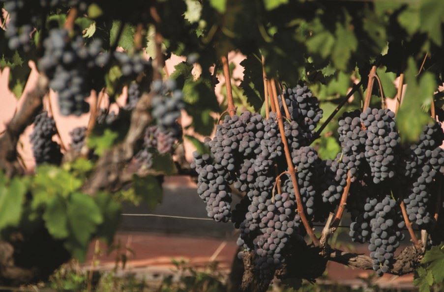 Vineyards of Cyprus