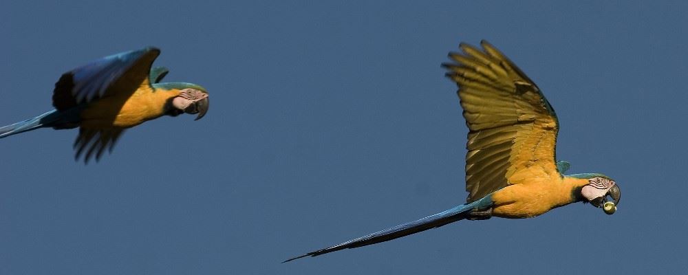 The Pantanal, Brazil