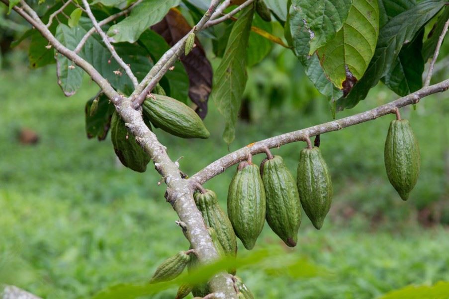 Cocoa plantation, Principe