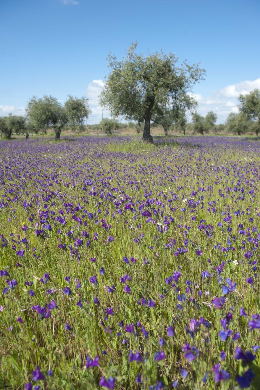 Wild flowers, Alentejo, Portugal