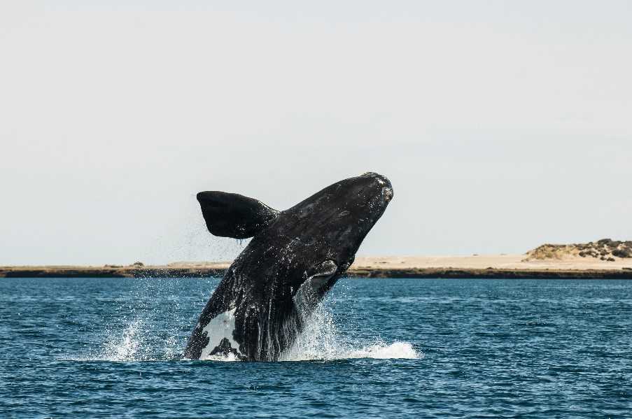 Whale watching, Peninsula Valdes