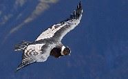 Condor, Peru