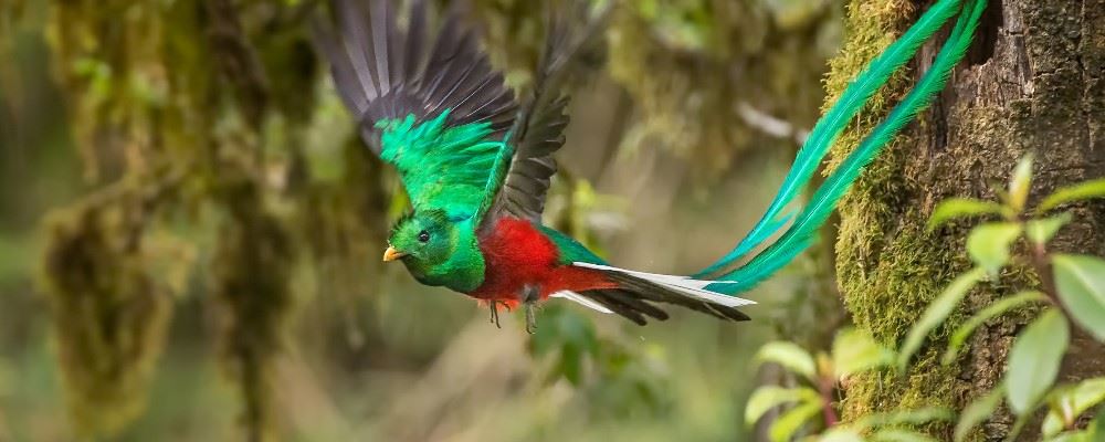 Quetzal, South America