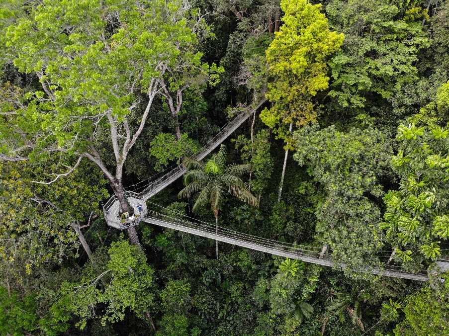 Iwokrama Canopy Walkway