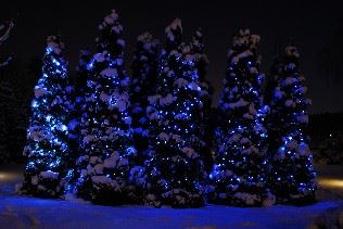 Christmas trees, Malmo, Sweden