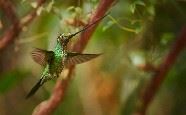 Sword billed hummingbird, Ecuador
