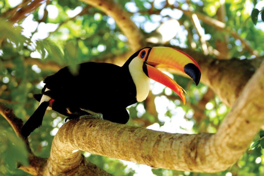 Tucan, The Pantanal