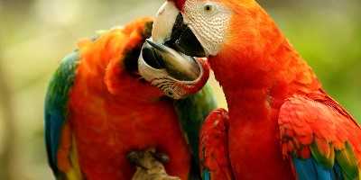 Parrot, Brazil
