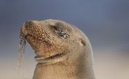 Galapagos sea lion, Galapagos Islands