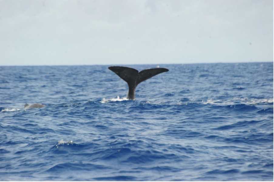 Tail fluke dive of sperm whale