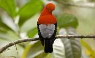 Andean Cock of the Rock, native bird of Ecuador