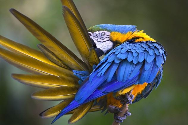 Macaw, Ecuador
