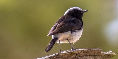 Cyprus wheatear