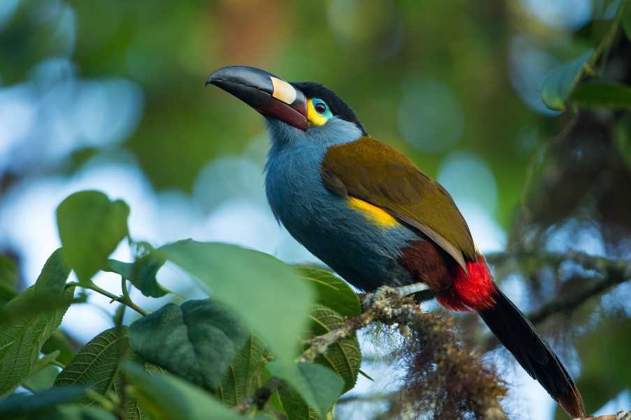 Plate billed Toucan