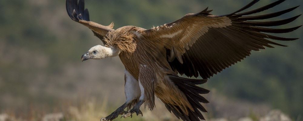 Griffon vulture, Troodos Mountains