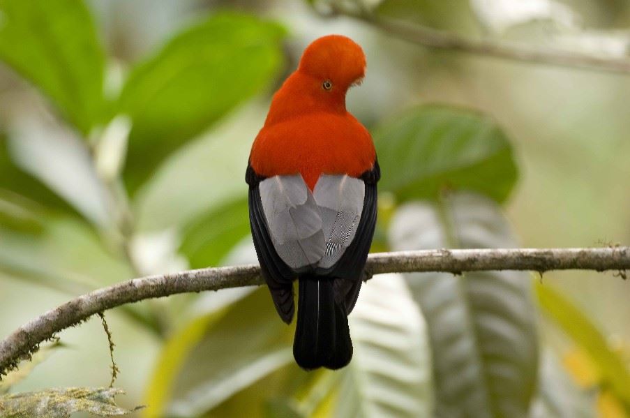 Andean 'cock of the rock'