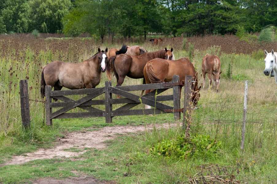 Horse riding activity available